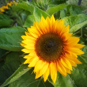 Sunflower